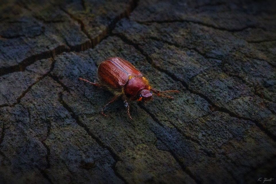 Holochelus vernus - tavaszi cserebogár