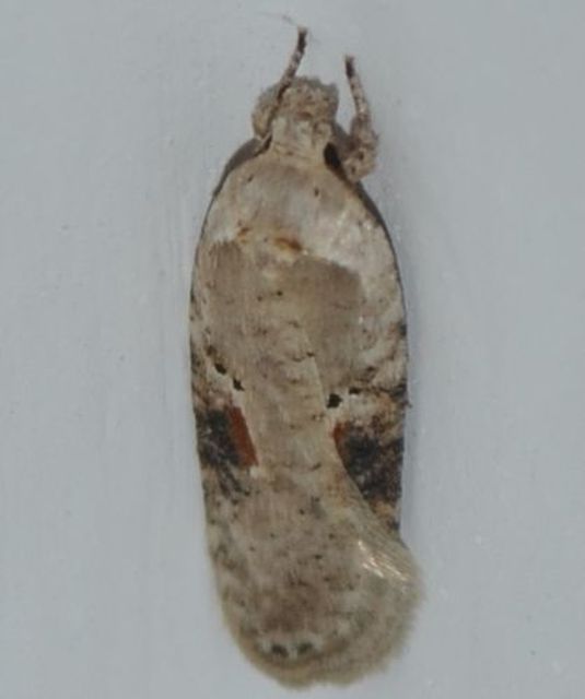 Agonopterix alstromeriana - bürök-laposmoly