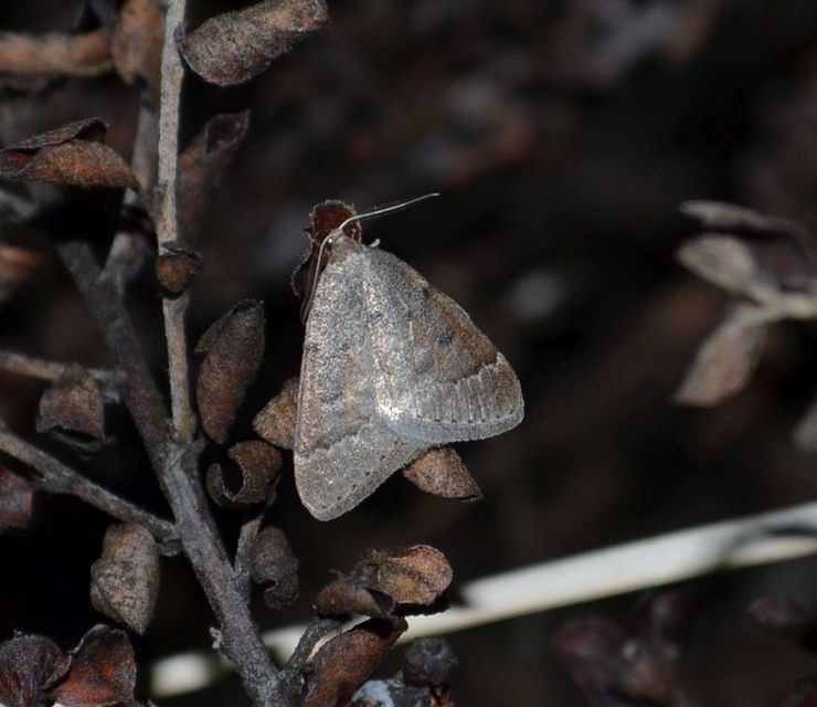 Theria rupicapraria - tavaszi kökényaraszoló