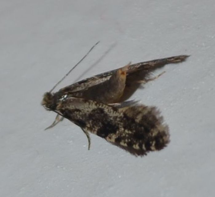 Nemapogon