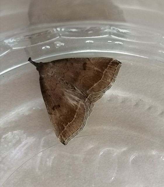 Pechipogo plumigeralis - tollascsápú karcsúbagoly