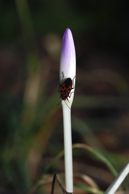 Spilostethus saxatilis - virágbodobács