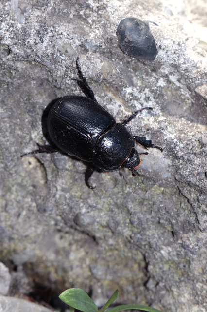 Pentodon idiota - butabogár