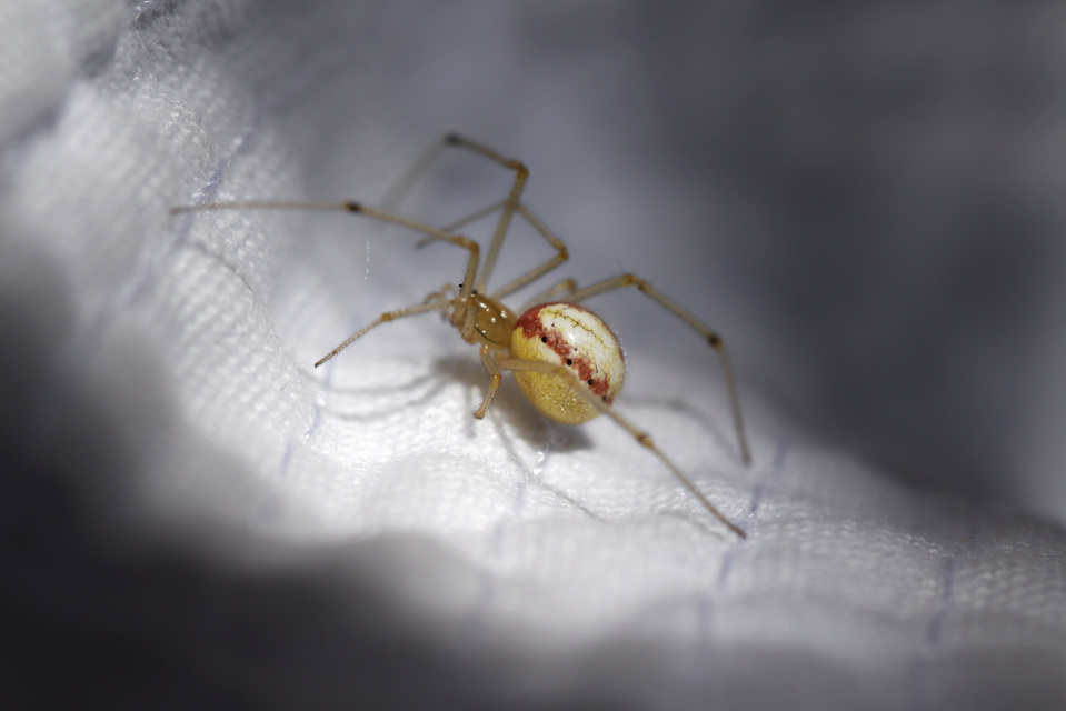 Enoplognatha ovata/latimana