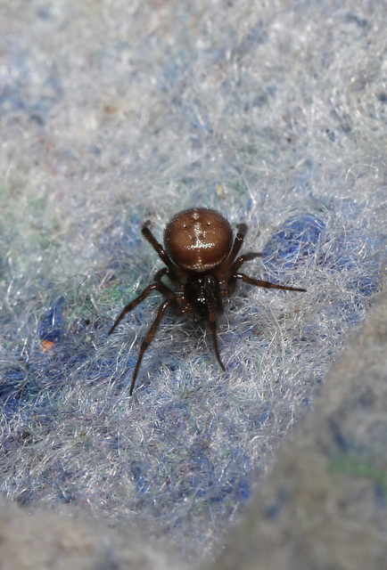 Steatoda bipunctata - kétpettyes faggyúpók
