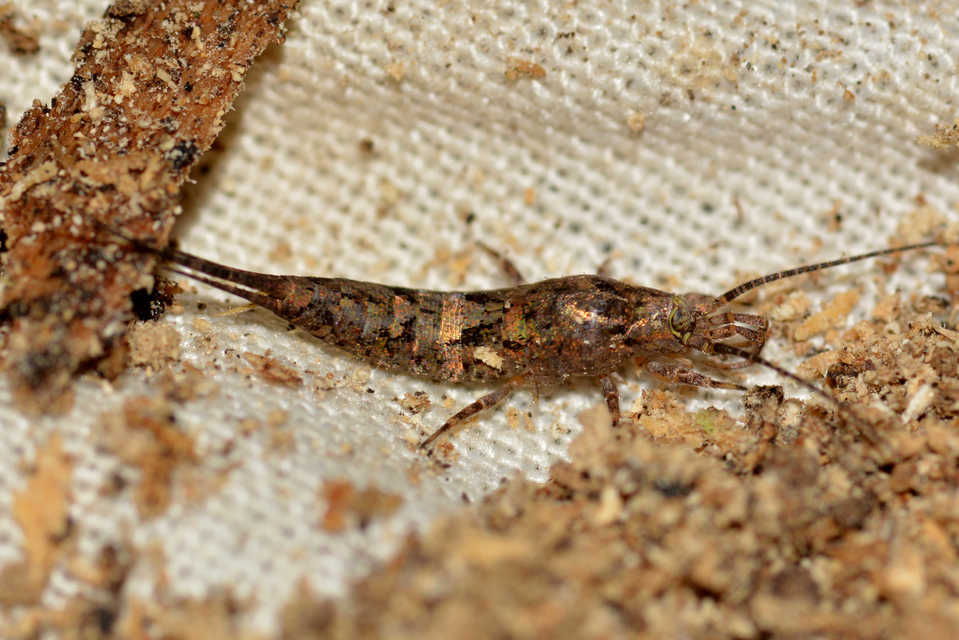 Archaeognatha - Ugróősrovarok