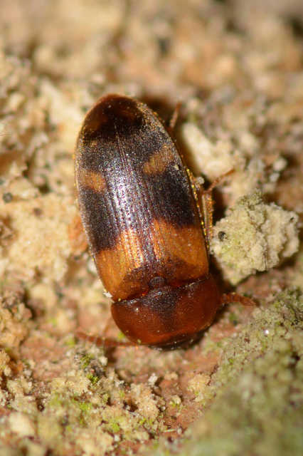 Mycetophagus populi - nyárfa-gombabogár