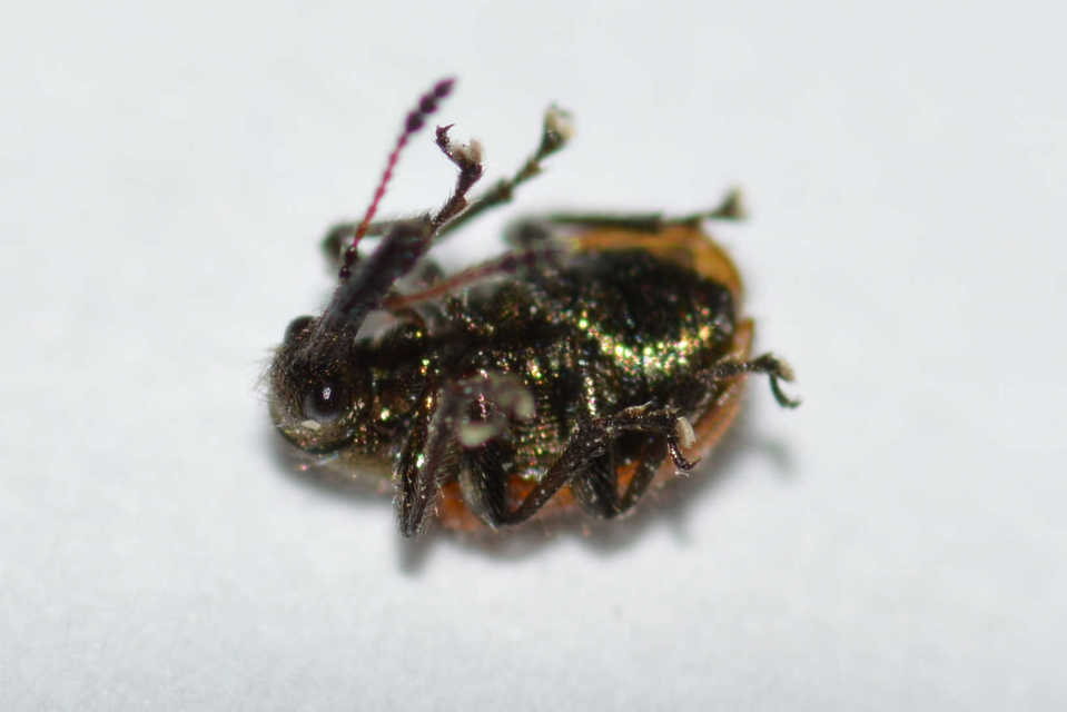 Tatianaerhynchites aequatus - piros kökényeszelény