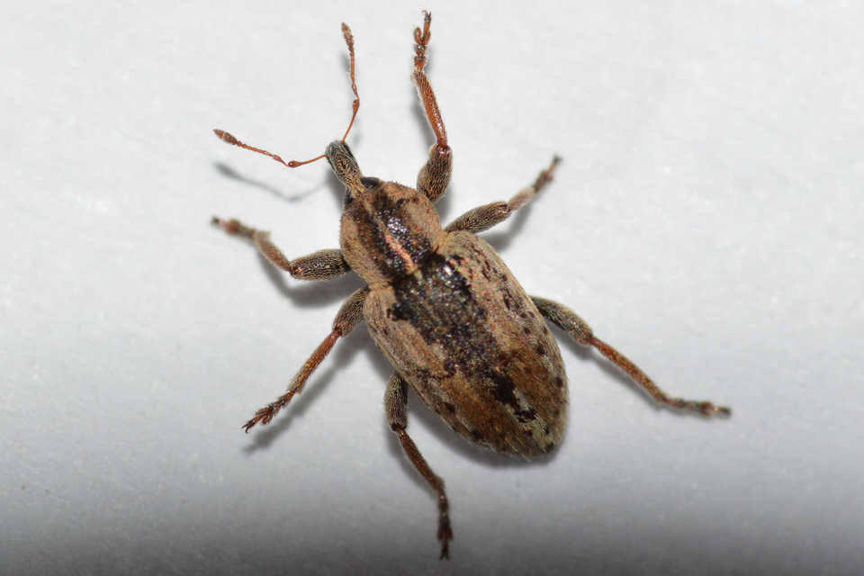 Hypera postica - lucerna-pikkelyesormányos