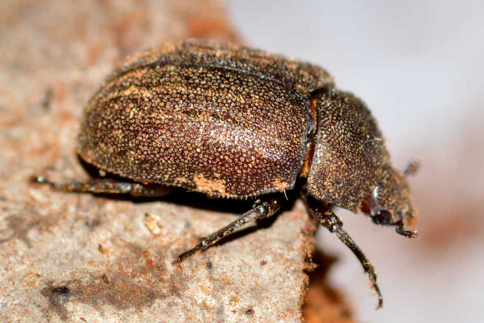 Aesalus scarabaeoides - szőrös szarvasbogár
