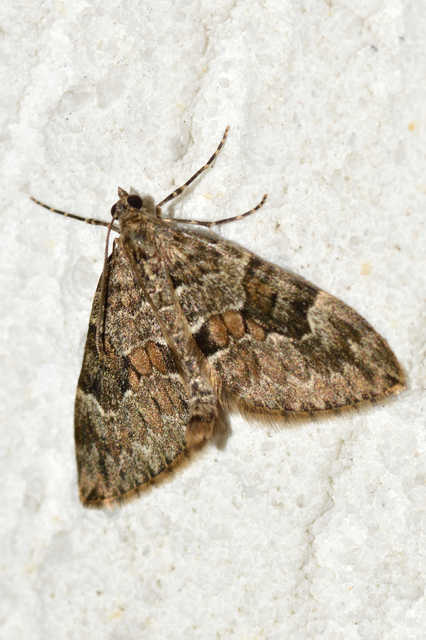 Thera variata - változékony fenyőaraszoló