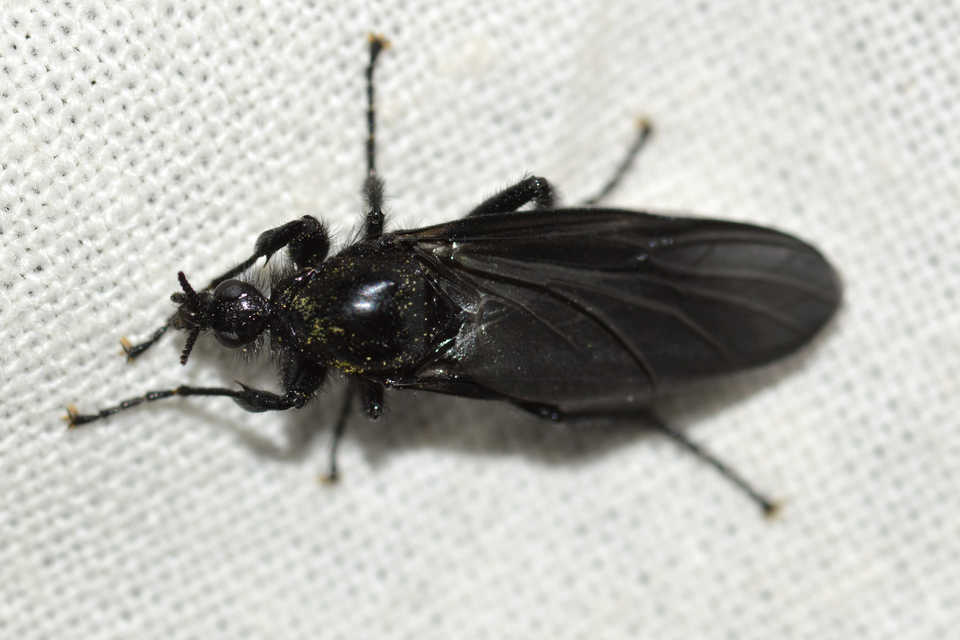 Bibionidae - bársonylegyek