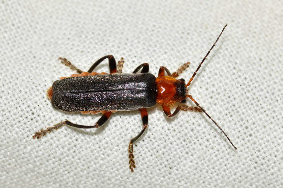 Cantharis livida - mezei lágybogár