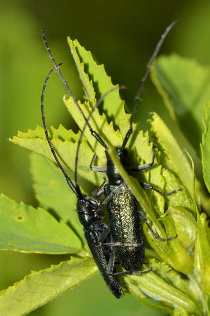 Agapanthia violacea - kék somkórócincér