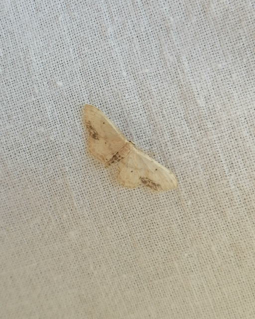 Idaea dimidiata - gyakori apróaraszoló