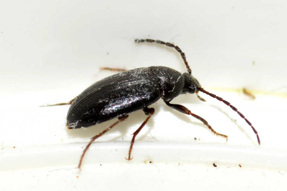 Hymenalia morio - magyar alkonybogár