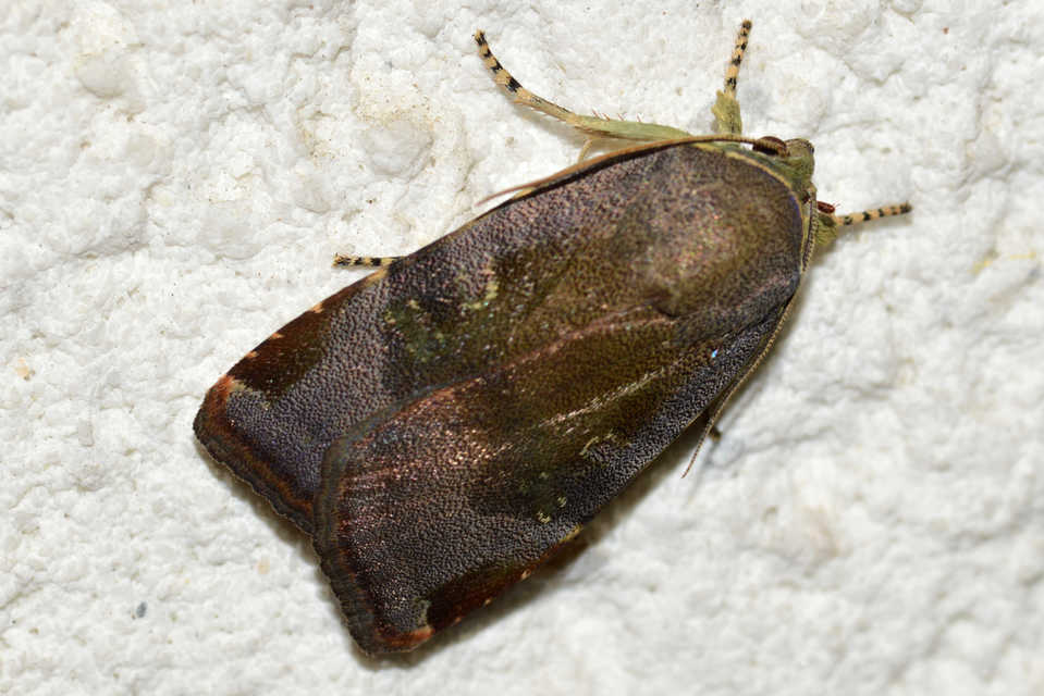 Noctua janthe/janthina