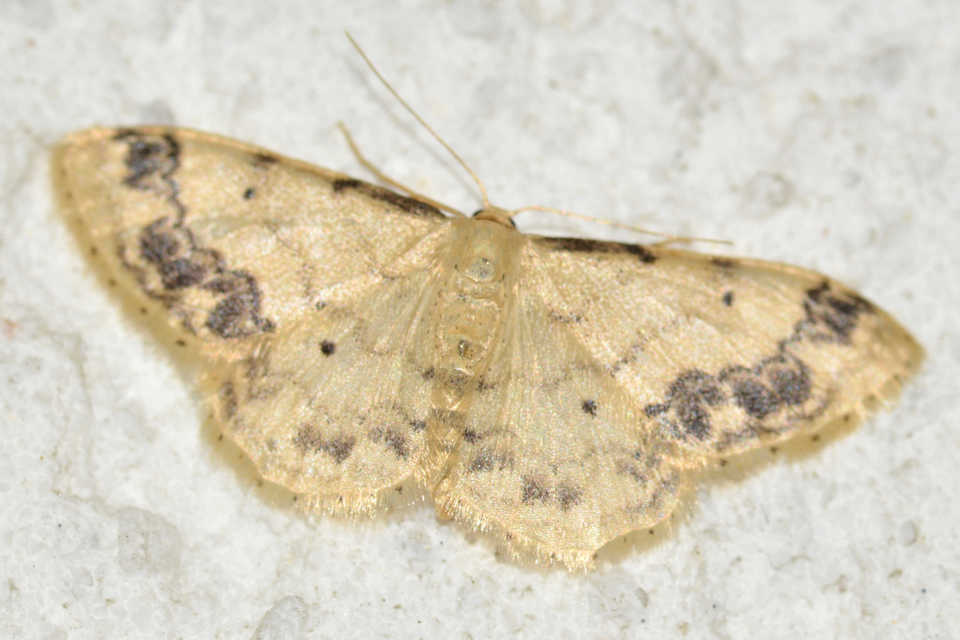 Idaea trigeminata - csúcsfoltos apróaraszoló