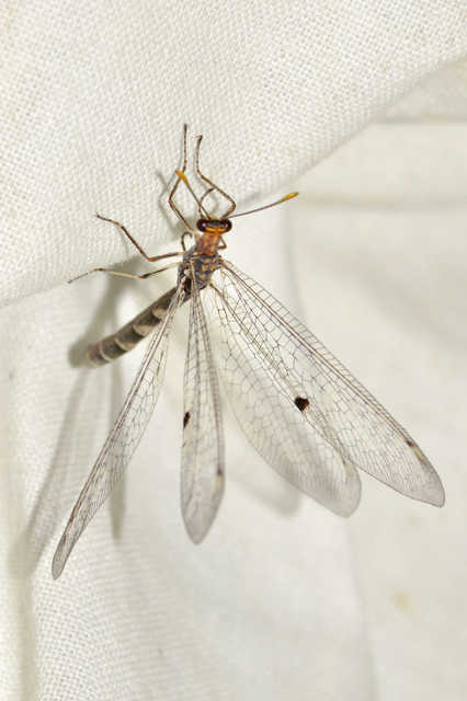 Megistopus flavicornis - kétfoltos hangyaleső