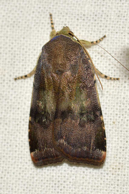 Noctua janthe/janthina