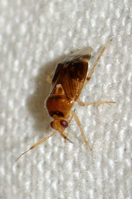 Deraeocoris lutescens - sárgás mezeipoloska