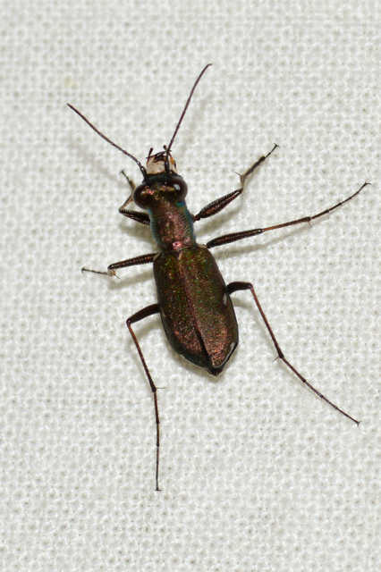 Cylindera germanica - parlagi homokfutrinka