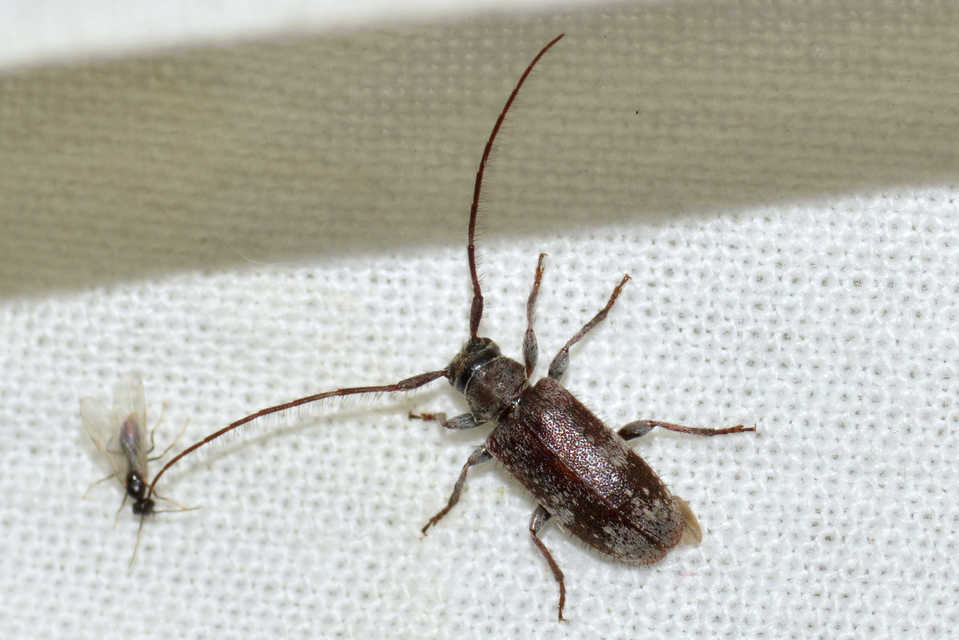 Exocentrus adspersus - tölgyfa-rőzsecincér