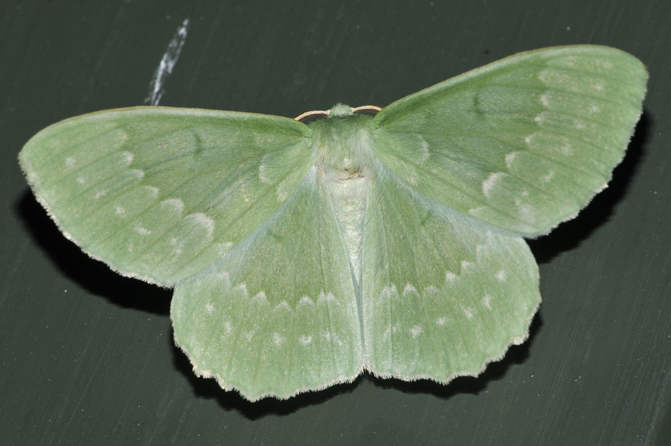 Geometra papilionaria - nagy zöldaraszoló