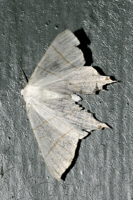 Ourapteryx sambucaria - fecskefarkú araszoló