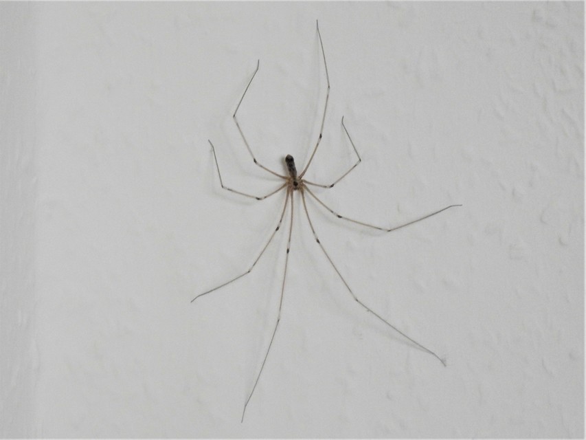 Pholcus phalangioides - nagy álkaszáspók Pholcus phalangioides - nagy álkaszáspók