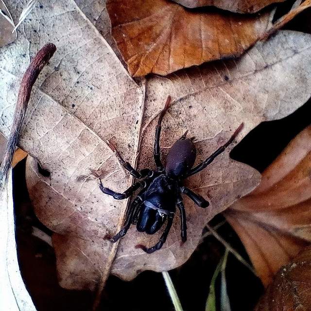 Atypus
