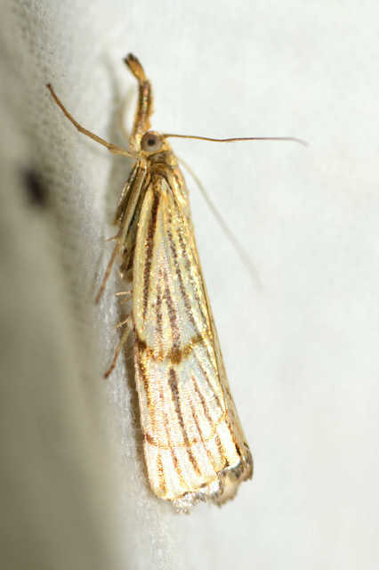 Chrysocrambus linetella - déli fűgyökérmoly