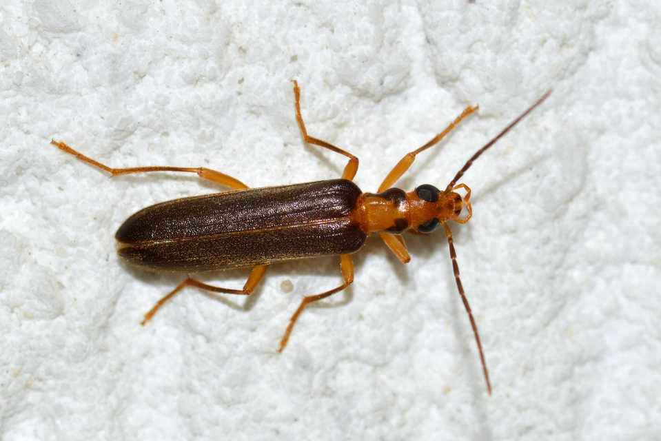 Nacerdes carniolica - karnóliai álcincér