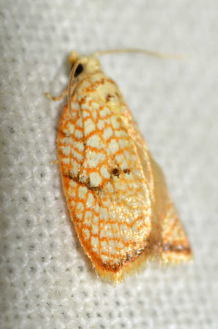 Acleris forsskaleana - juharos levélmoly
