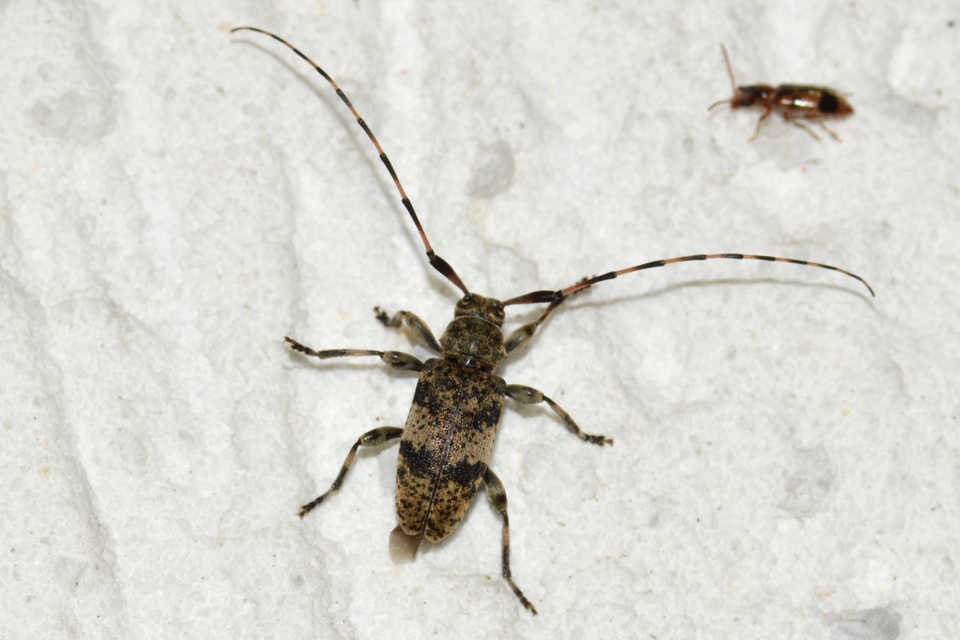 Leiopus nebulosus - öves gesztcincér