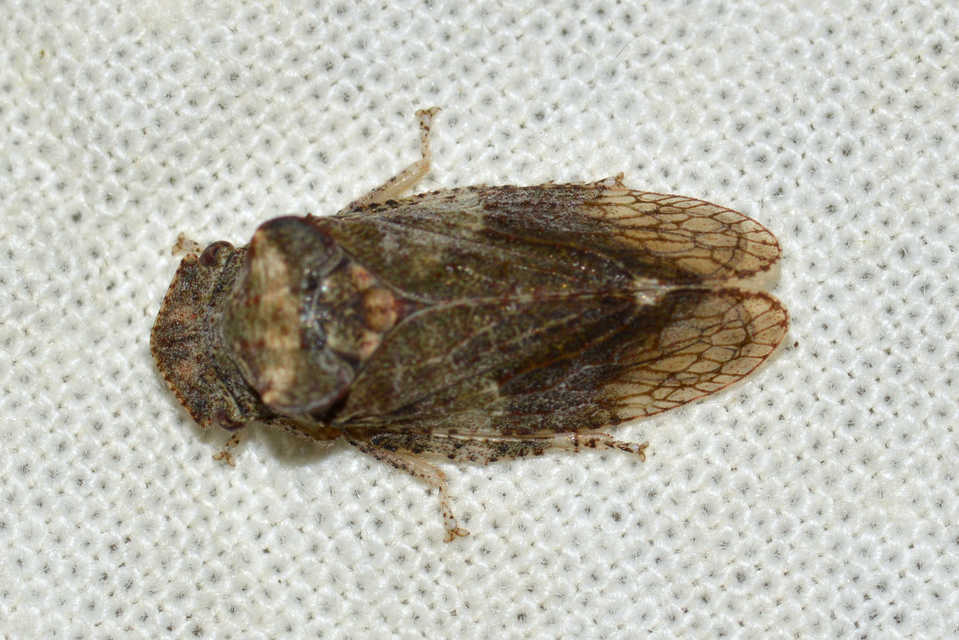 Ledra aurita - füleskabóca