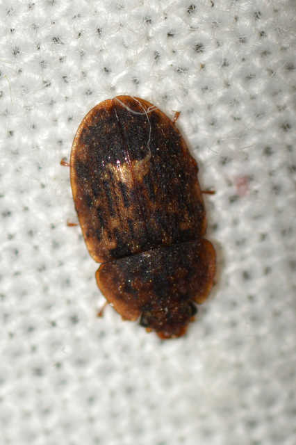 Soronia grisea - pettyegetett fénybogár