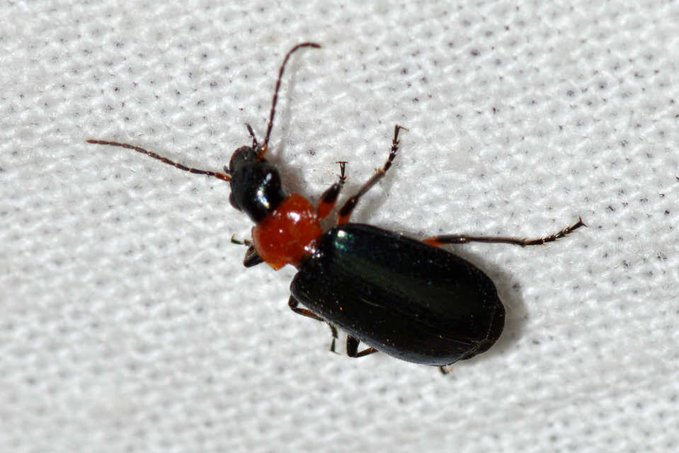 Lebia cyanocephala - pompás cserjefutó