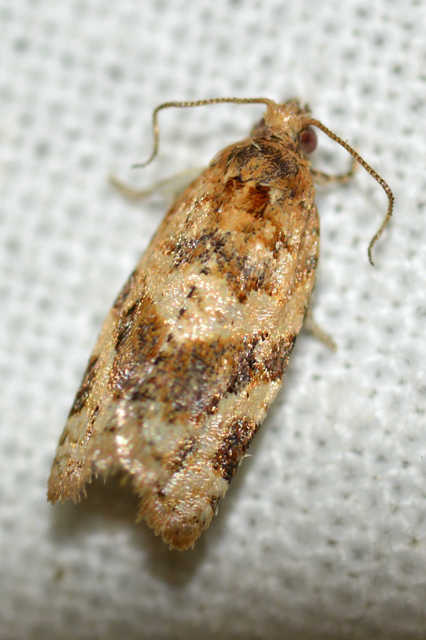 Argyrotaenia ljungiana - ékes sodrómoly