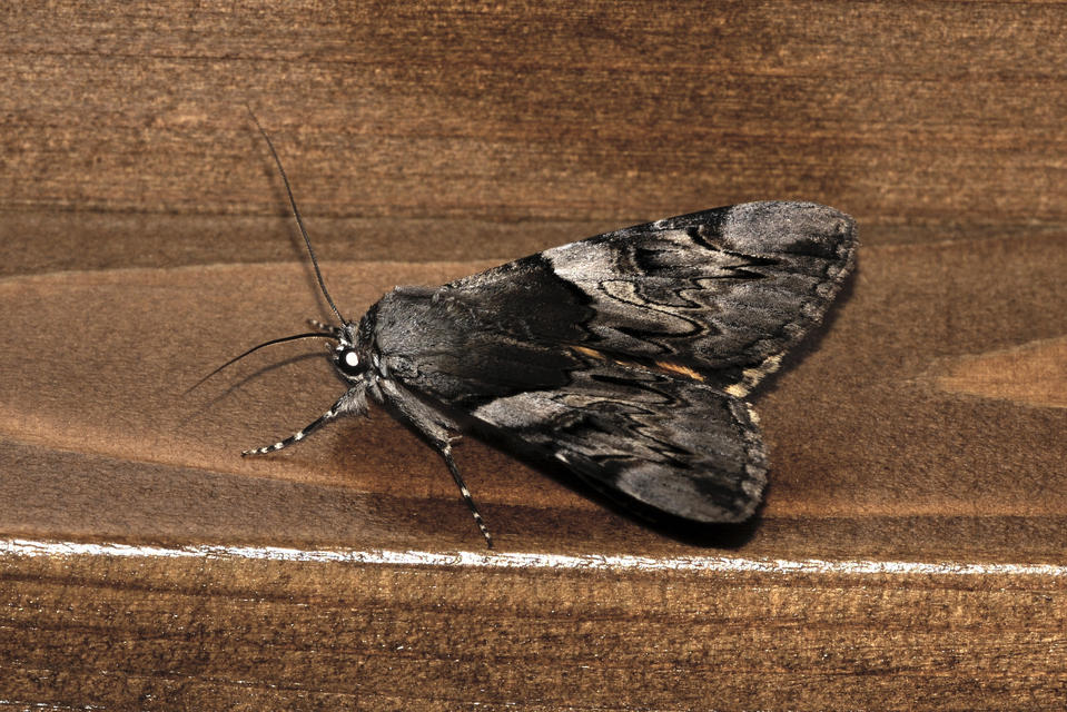 Catocala fulminea - galagonya-övesbagoly
