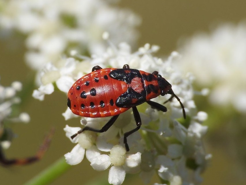 Spilostethus saxatilis - virágbodobács