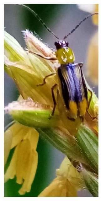 Diabrotica virgifera - amerikai kukoricabogár