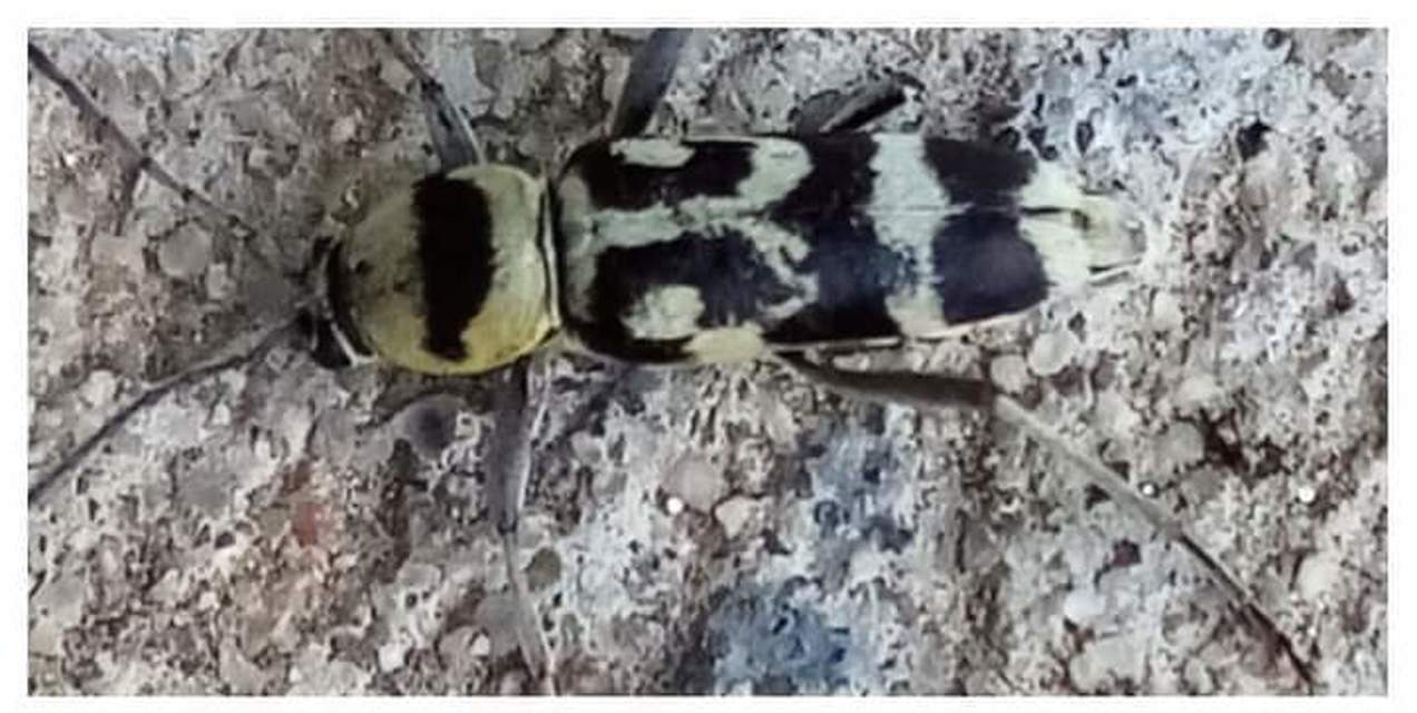 Chlorophorus varius - díszes darázscincér