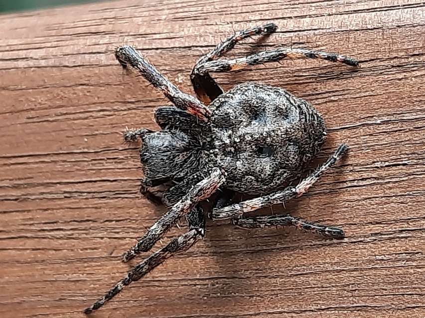 Nuctenea umbratica - közönséges rés-keresztespók