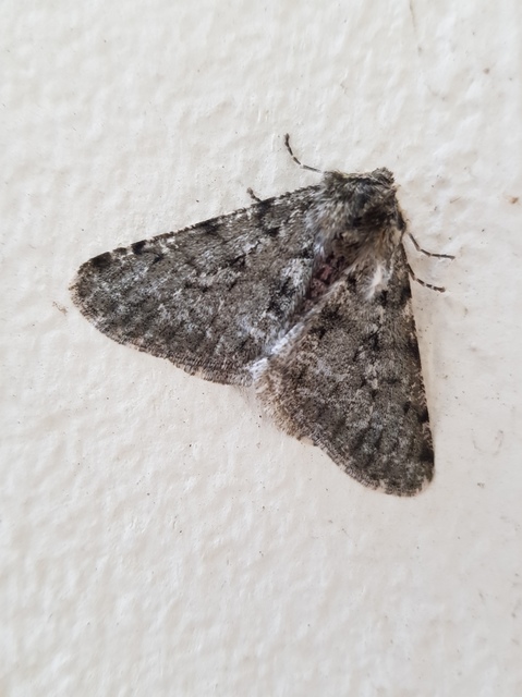 Apocheima pilosaria - zöldes tavasziaraszoló