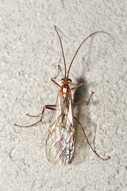 Ophion obscuratus