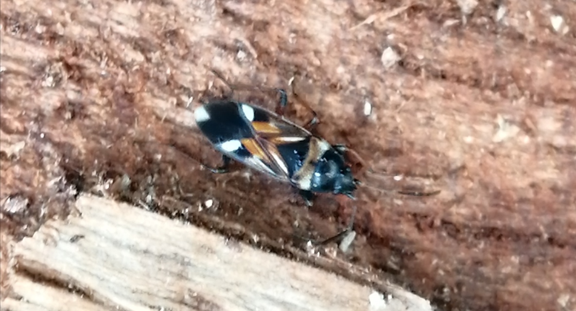 Raglius alboacuminatus - tarka díszesbodobács