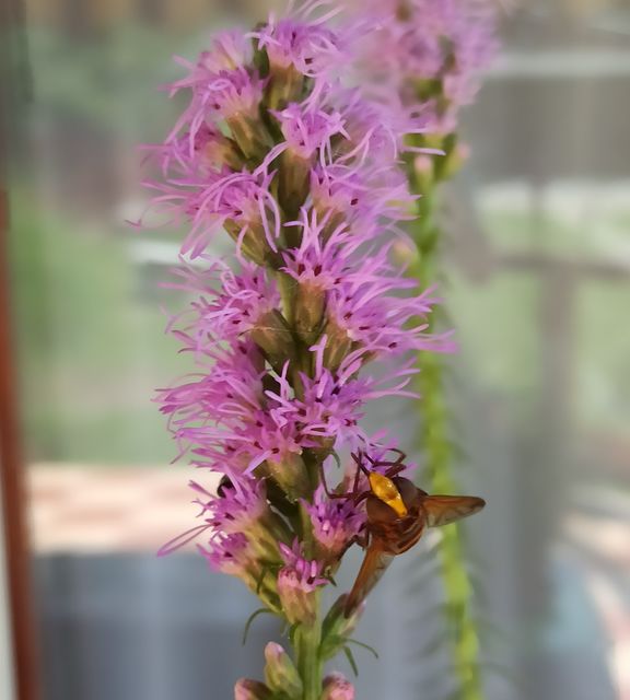 Volucella zonaria - kétöves pihelégy