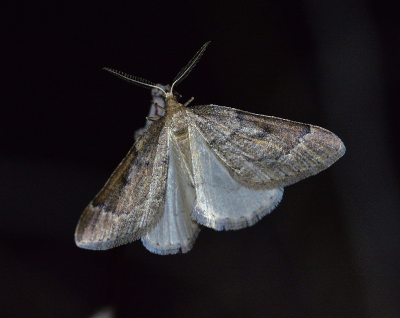 Theria rupicapraria - tavaszi kökényaraszoló