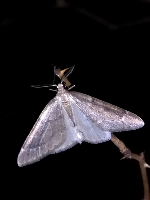 Theria rupicapraria - tavaszi kökényaraszoló